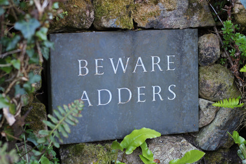 Sign near Lizard Point saying Beware Adders