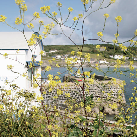 Photo from Friendly Guides Lizard Guidebook of Coverack Cove Lifeboat House and quay on the Lizard Peninsula in West Cornwall