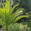 Photo from Friendly Guides Isles of Scilly Guidebook showing Tresco Abbey Gardens on the Isles of Scilly