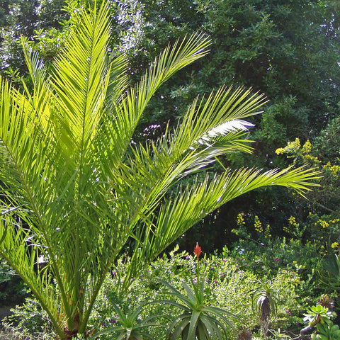 Photo from Friendly Guides Isles of Scilly Guidebook showing Tresco Abbey Gardens on the Isles of Scilly